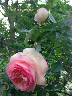 26年5月庭のバラ2